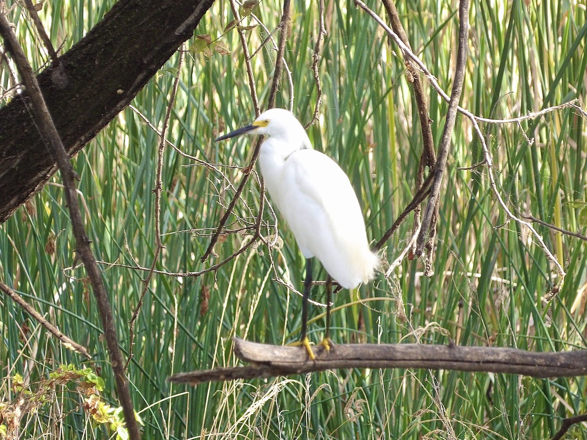 Snowy Egret - ML639693298