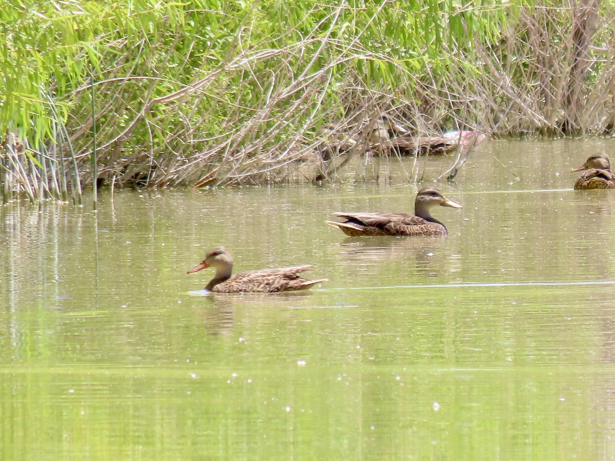 Mexican Duck - ML639693299