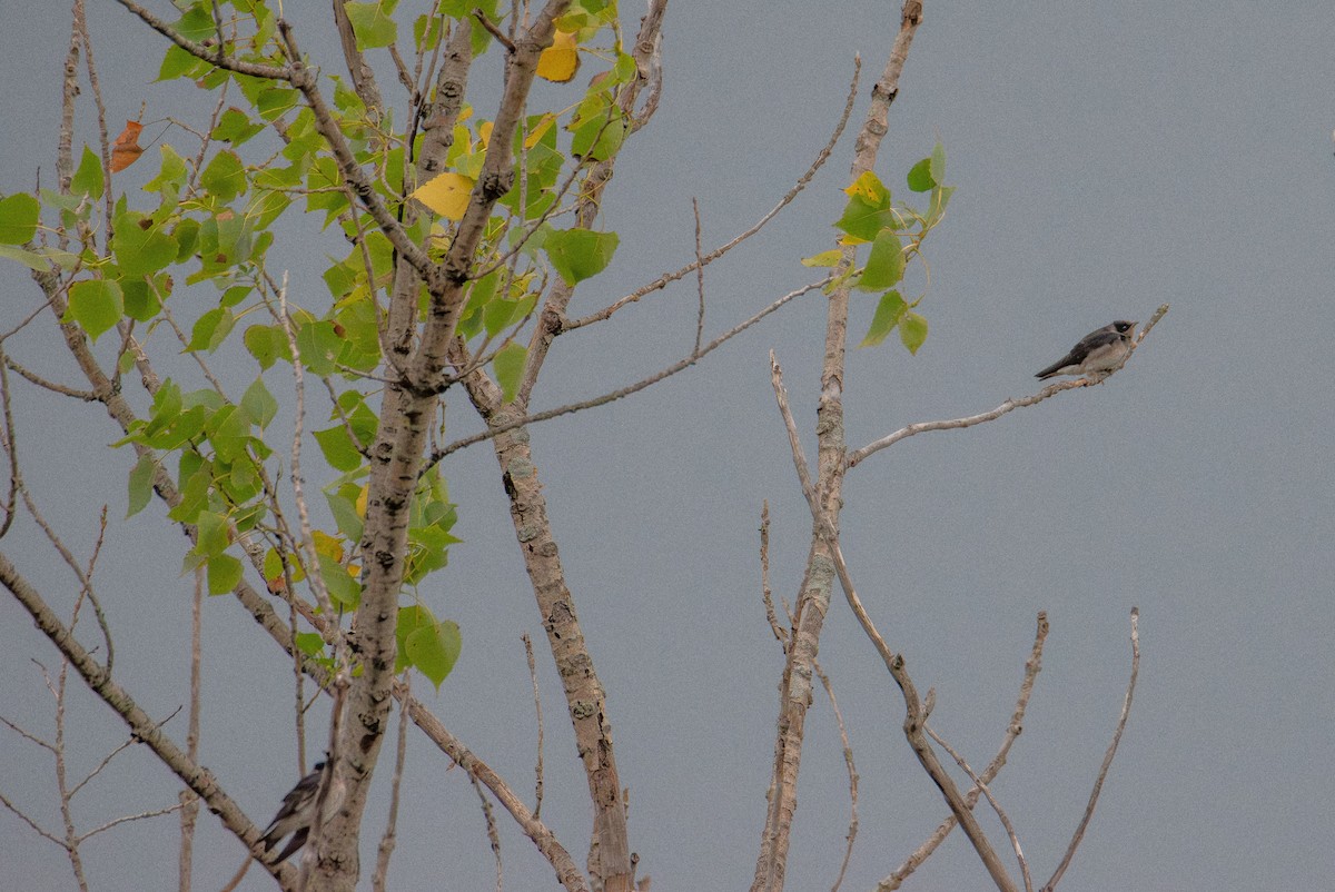 Tree Swallow - ML639693302