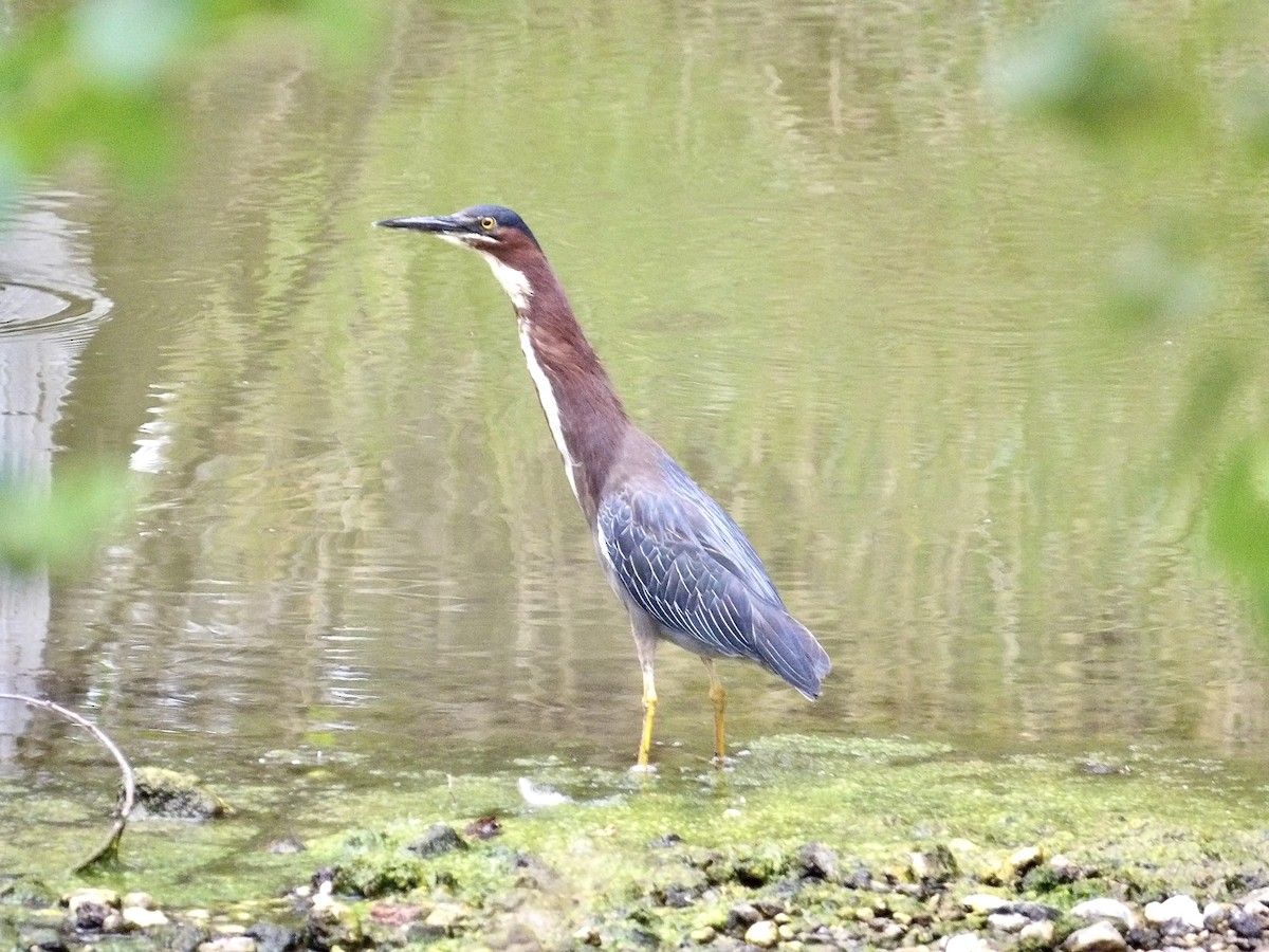 Green Heron - ML639693303
