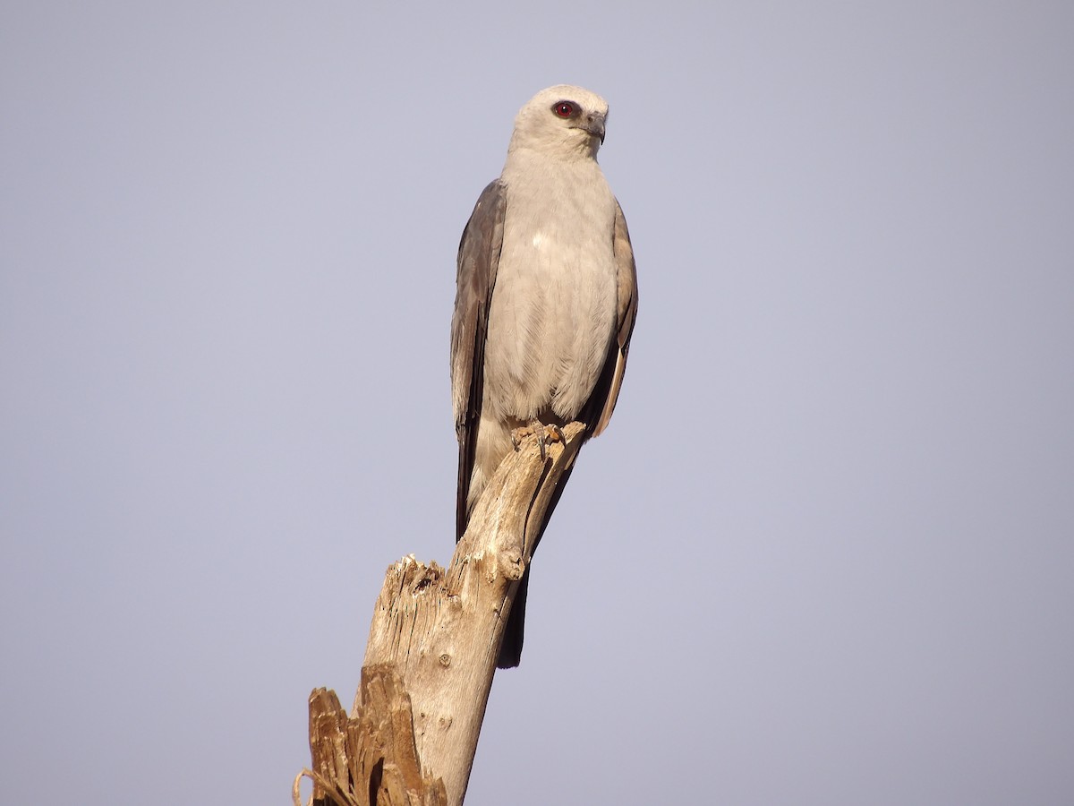 Mississippi Kite - ML639693307