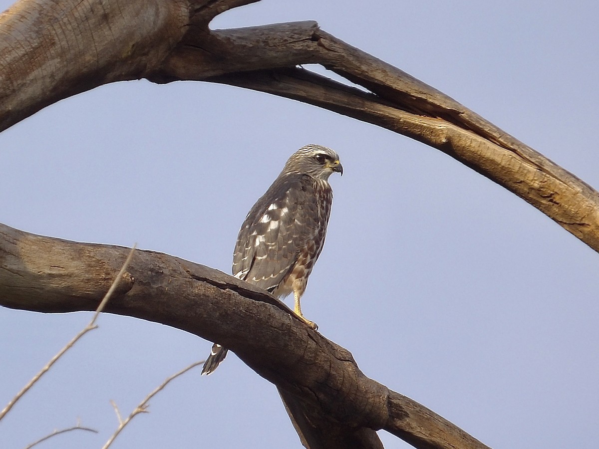 Mississippi Kite - ML639693308