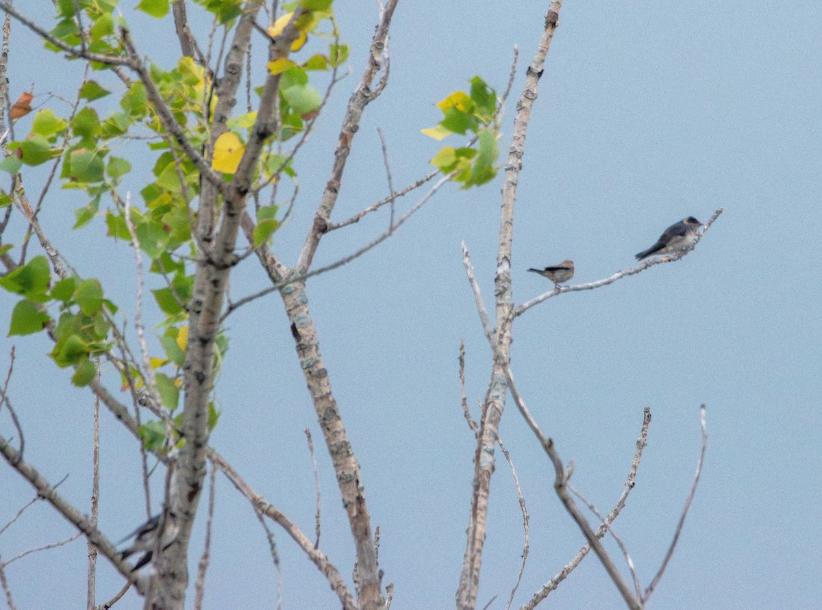 Tree Swallow - ML639693310