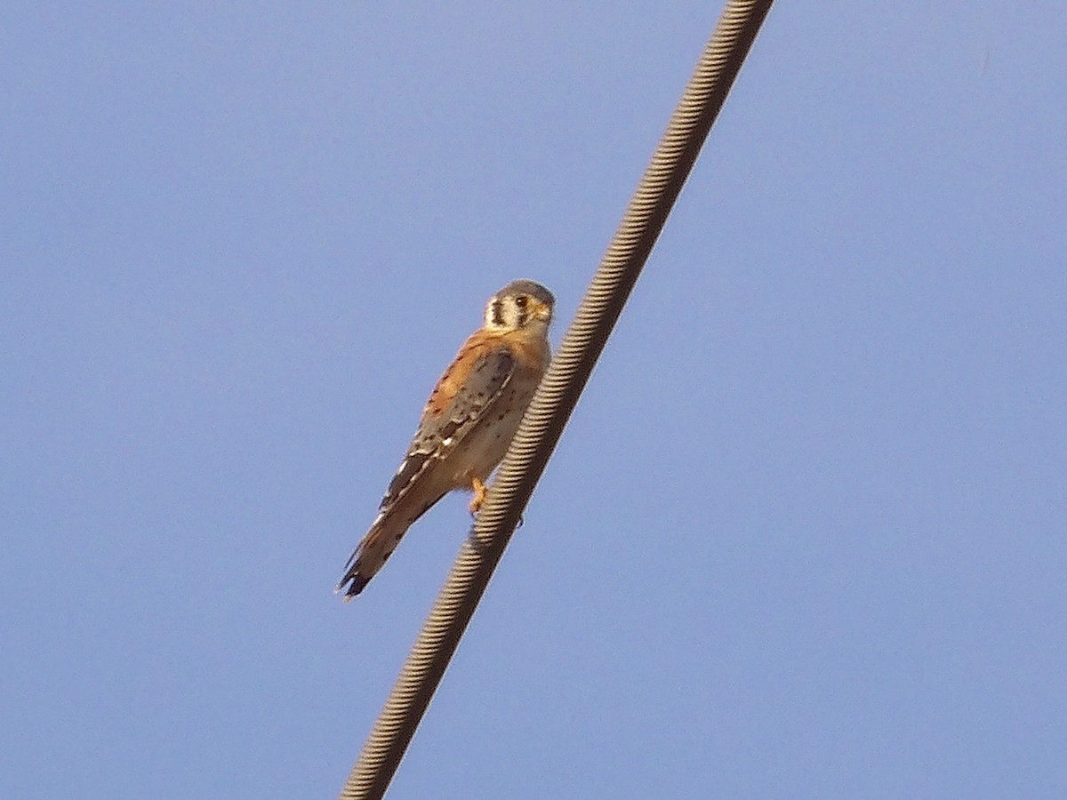 American Kestrel - ML639693314