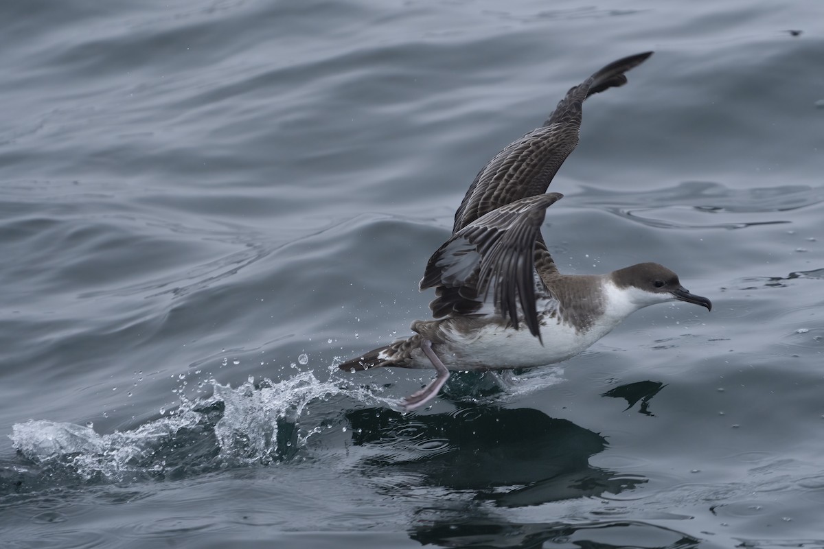 Great Shearwater - ML639693316