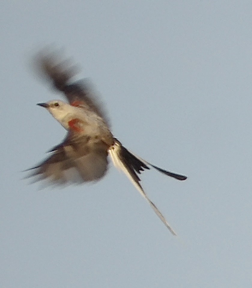 Scissor-tailed Flycatcher - ML639693317