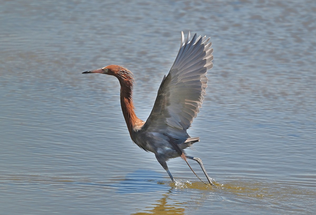 Reddish Egret - ML639693321