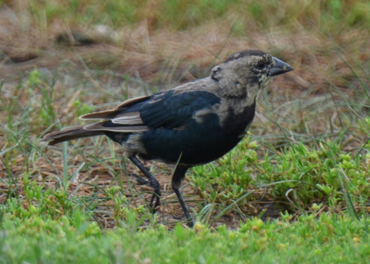 Brown-headed Cowbird - ML639693328
