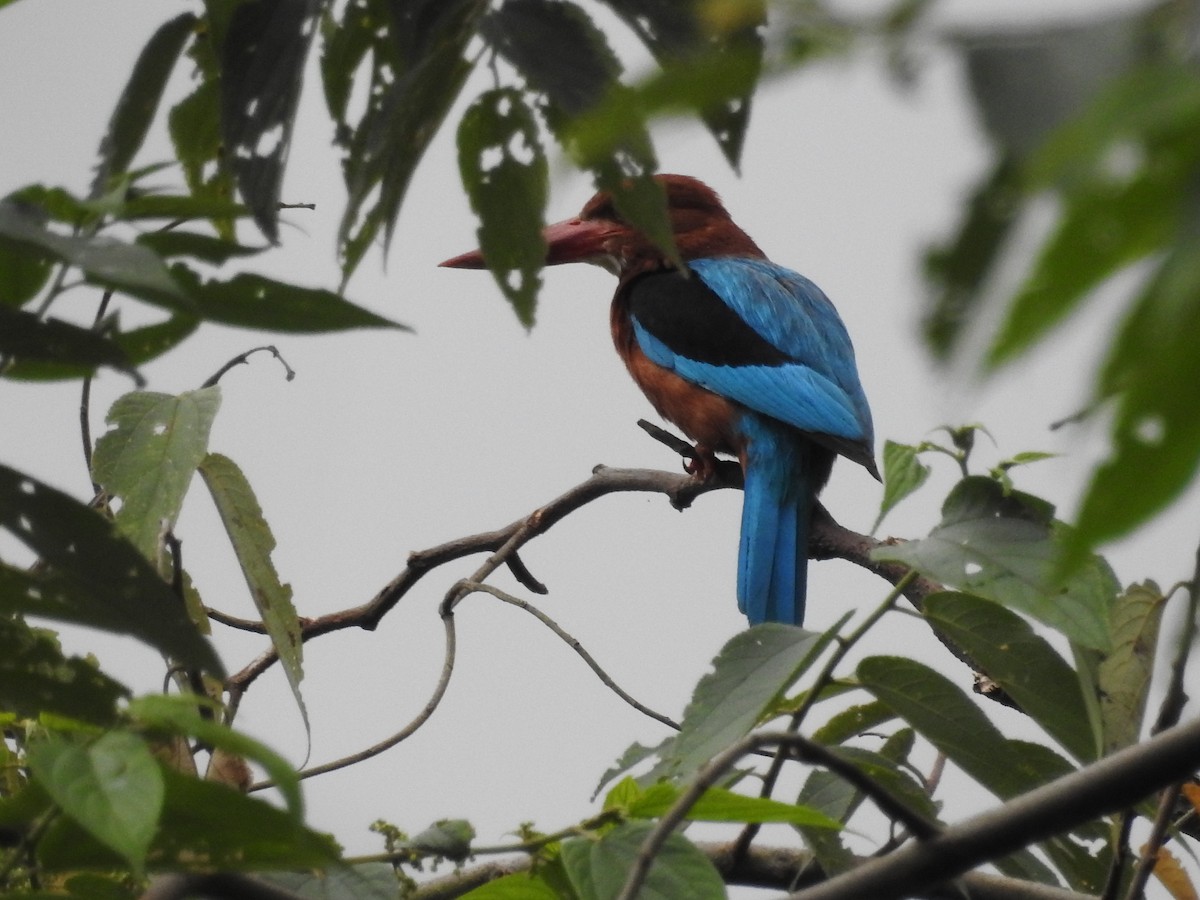 Brown-breasted Kingfisher - ML639693333