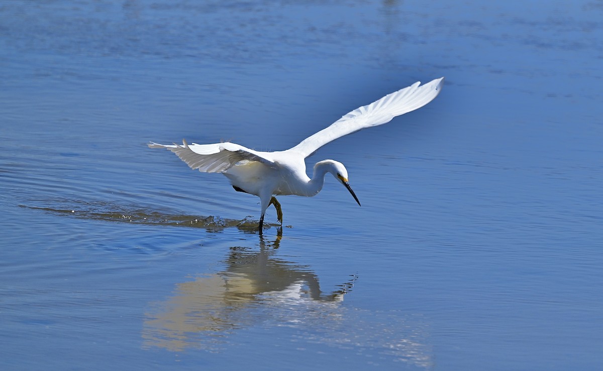 Snowy Egret - ML639693335