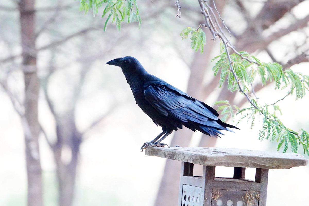 Fan-tailed Raven - ML639693337