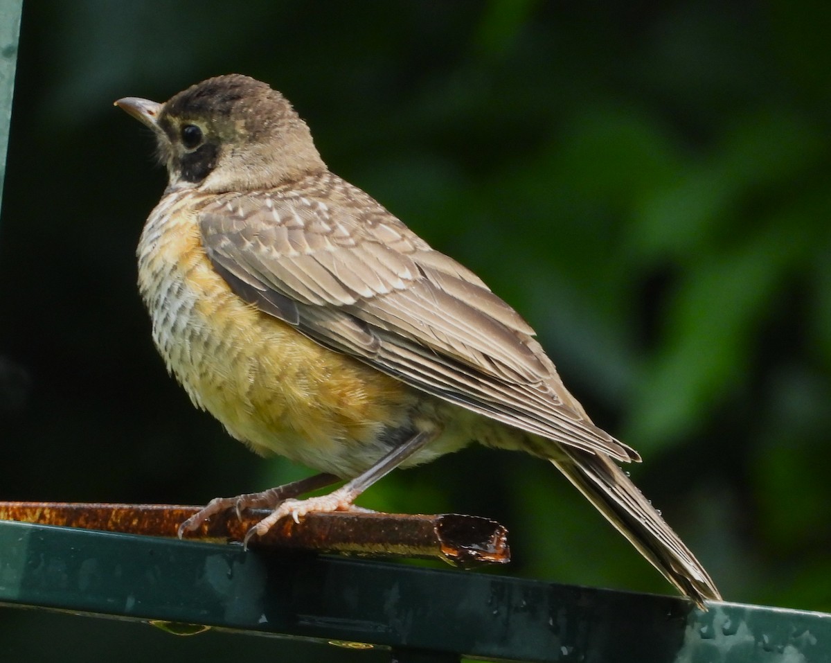 Zozo papargorria - ML639693341