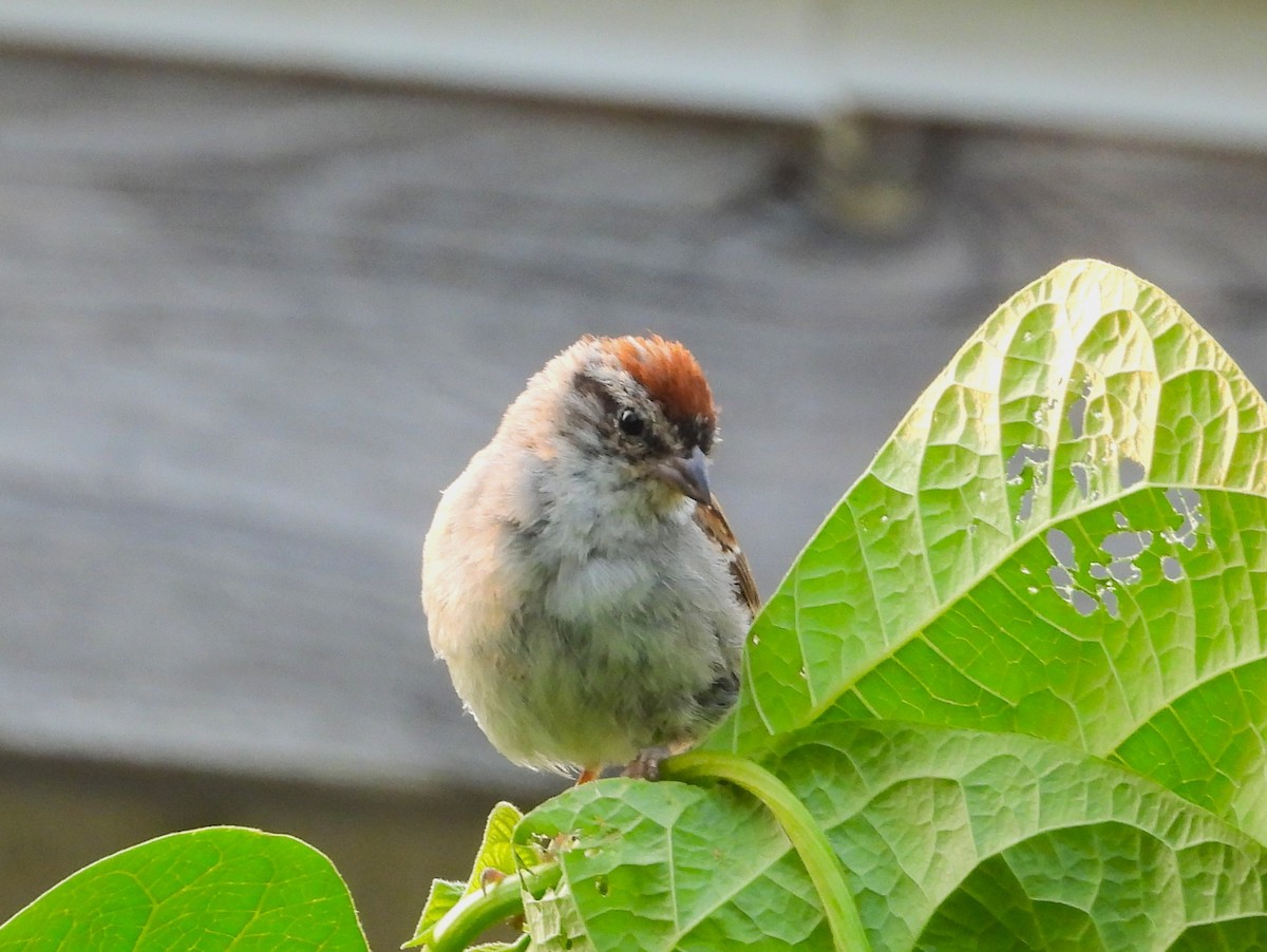 Chipping Sparrow - ML639693351