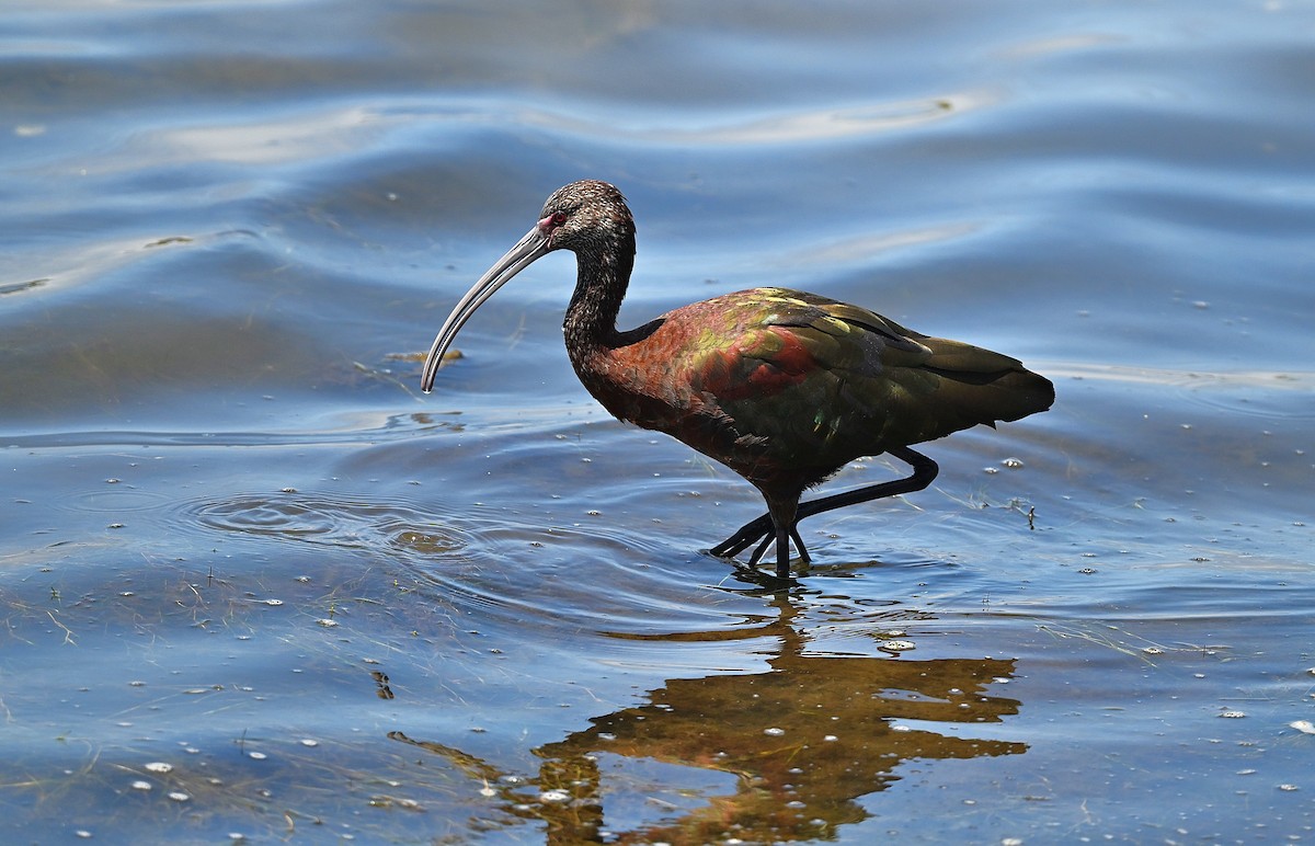 White-faced Ibis - ML639693352