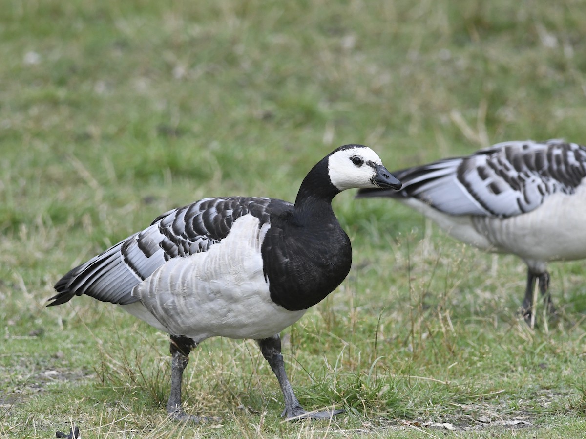 Branta musuzuria - ML639693353