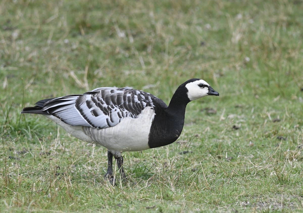 Branta musuzuria - ML639693354