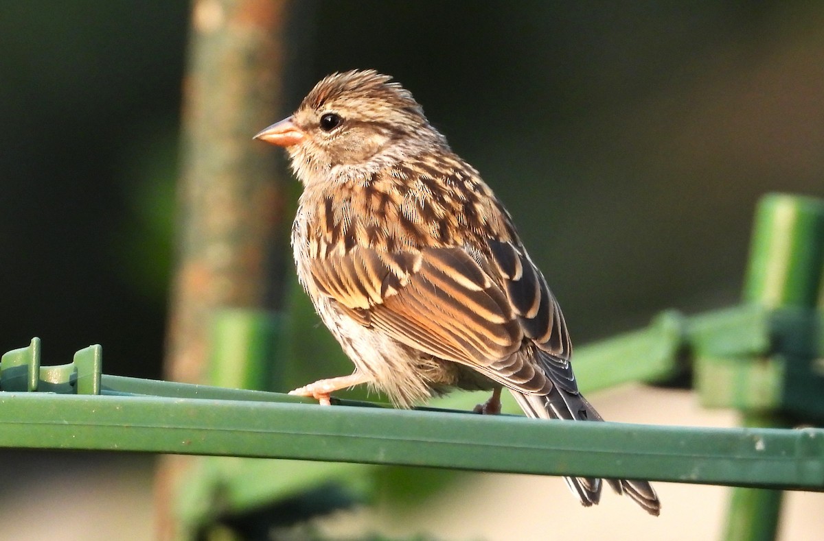 Chipping Sparrow - ML639693355