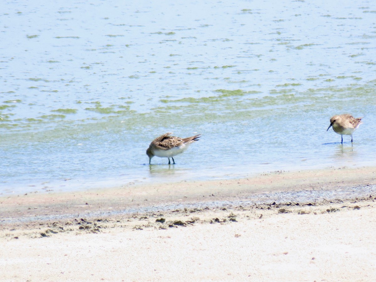 Baird's Sandpiper - ML639693363