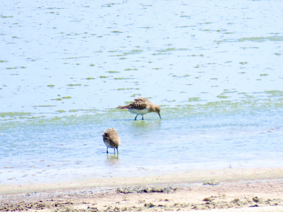 Baird's Sandpiper - ML639693364