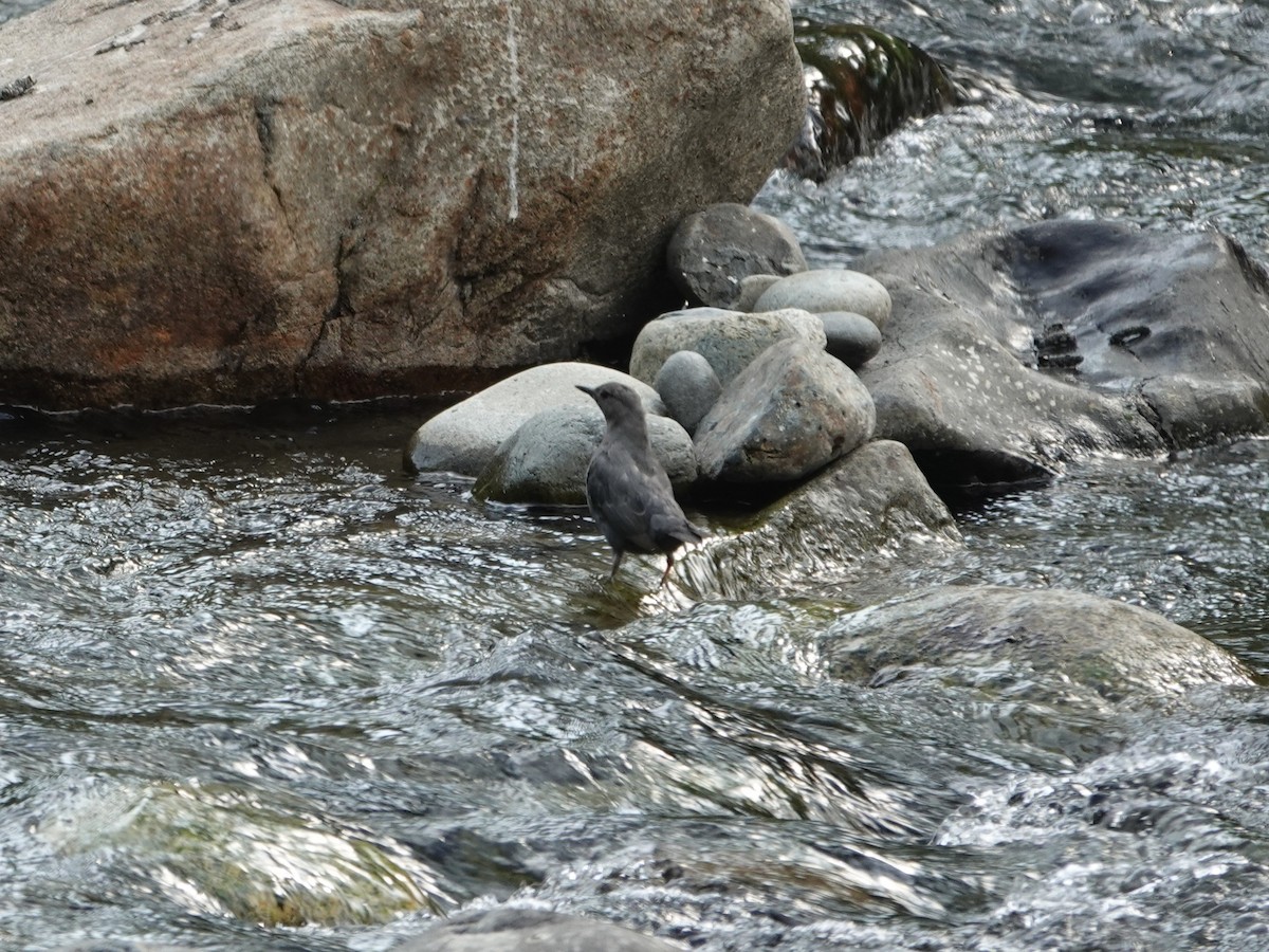 American Dipper - ML639693374