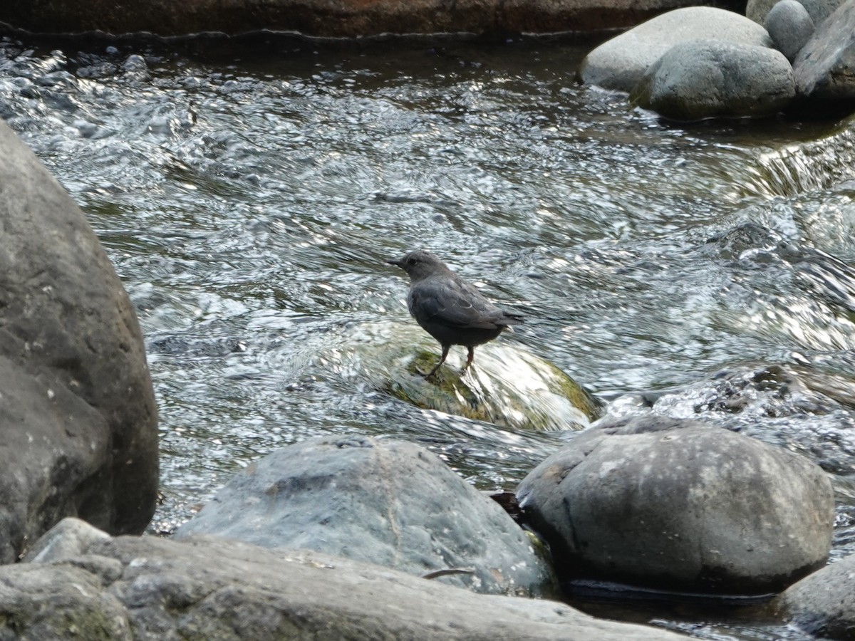 American Dipper - ML639693375