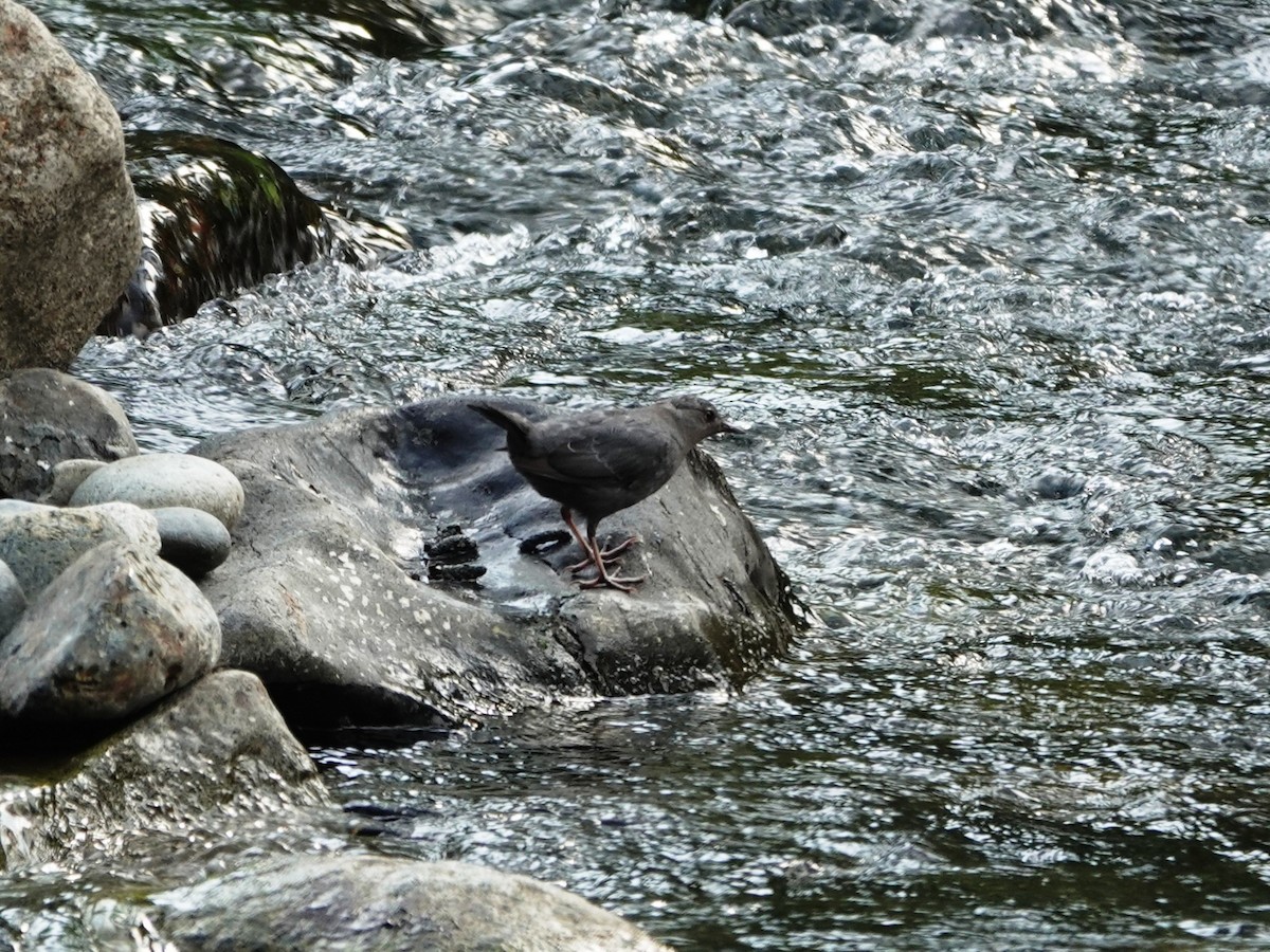 American Dipper - ML639693376