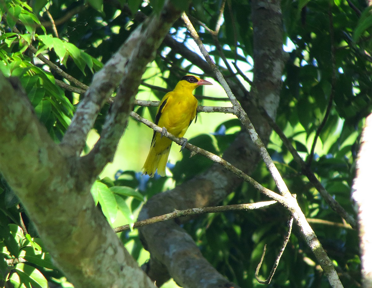 Black-naped Oriole - ML63969351