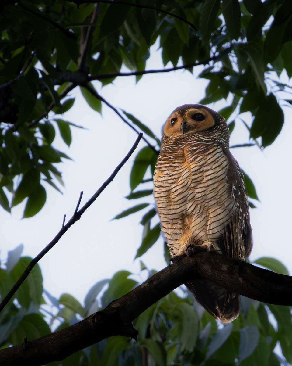 Spotted Wood-Owl - ML639693538