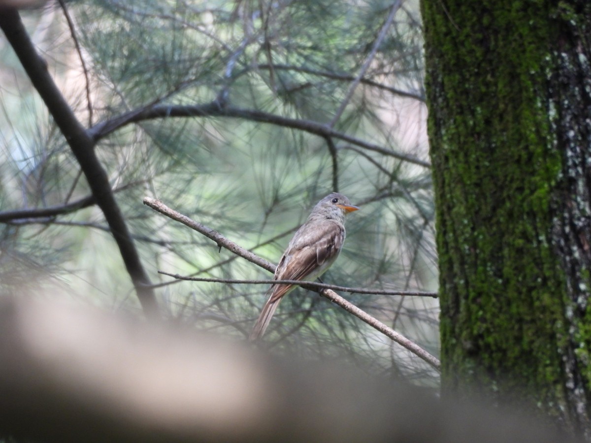 Greater Pewee - ML639693540