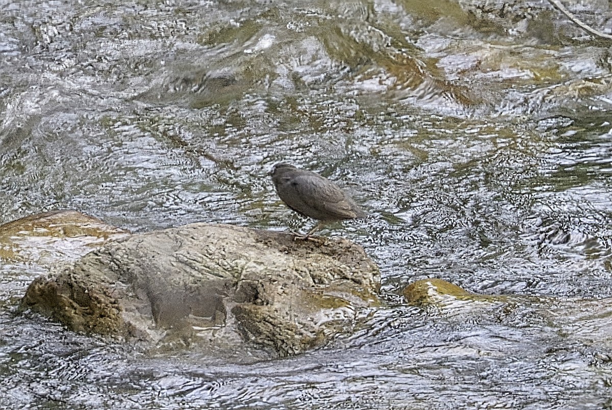 American Dipper - ML639693568