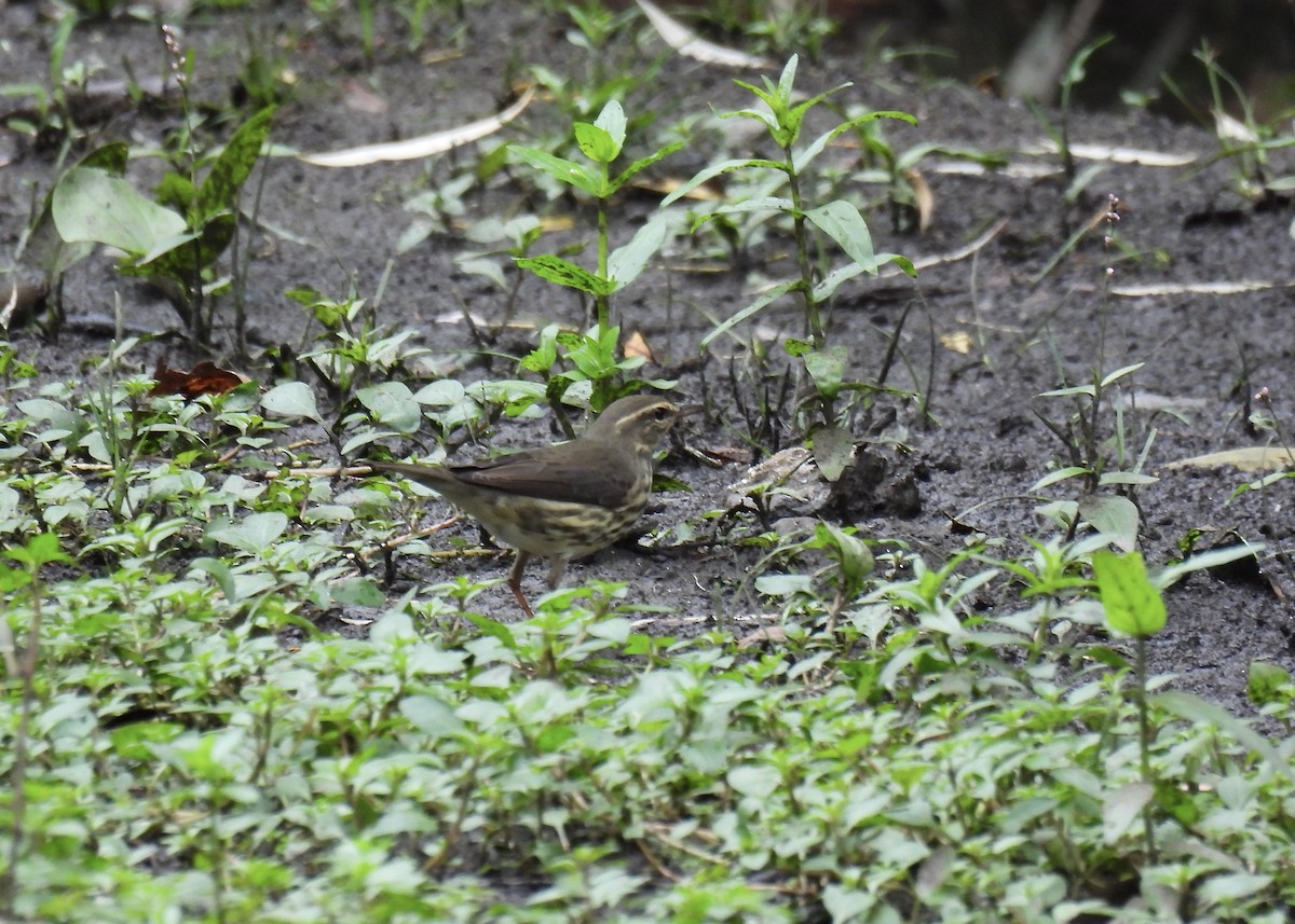 Northern Waterthrush - ML639693601