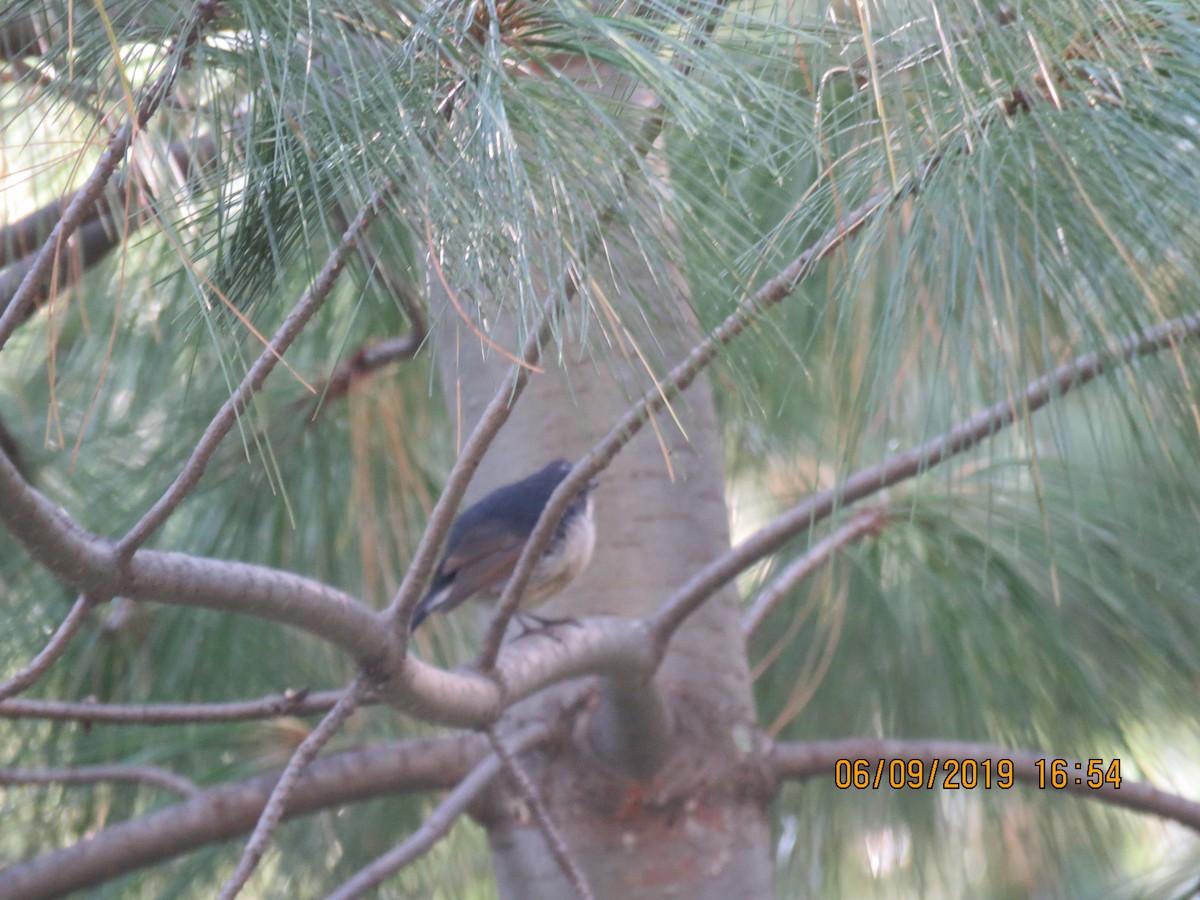 Slaty-blue Flycatcher - ML639693603