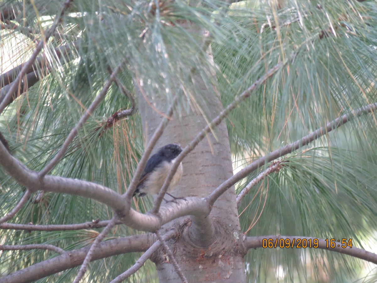 Slaty-blue Flycatcher - ML639693605