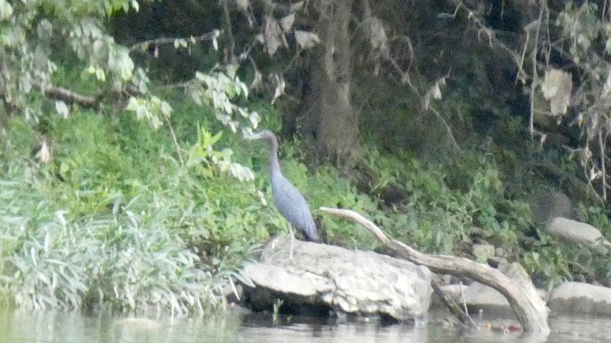 volavka modrošedá - ML639693628