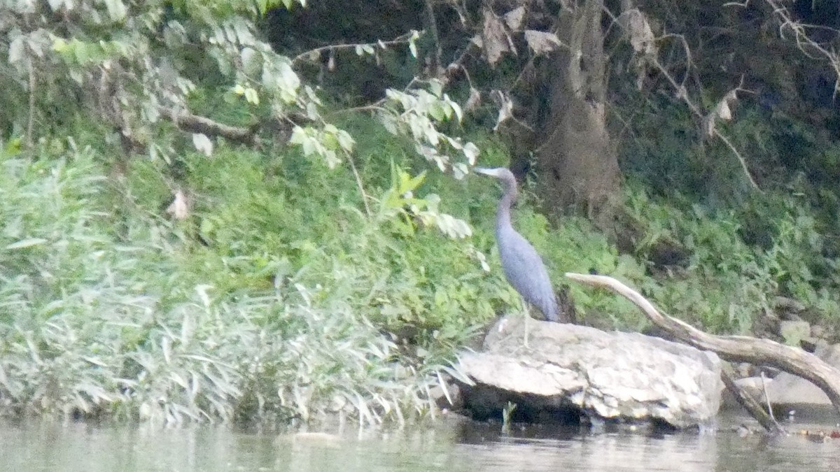 volavka modrošedá - ML639693629