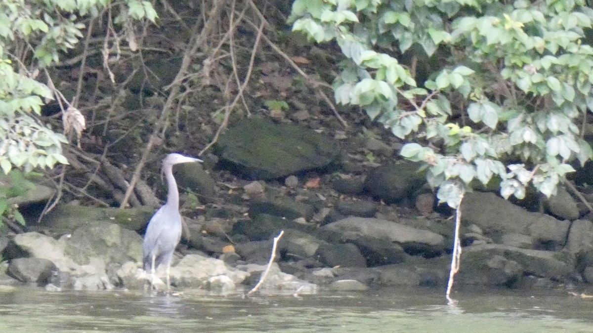 volavka modrošedá - ML639693630