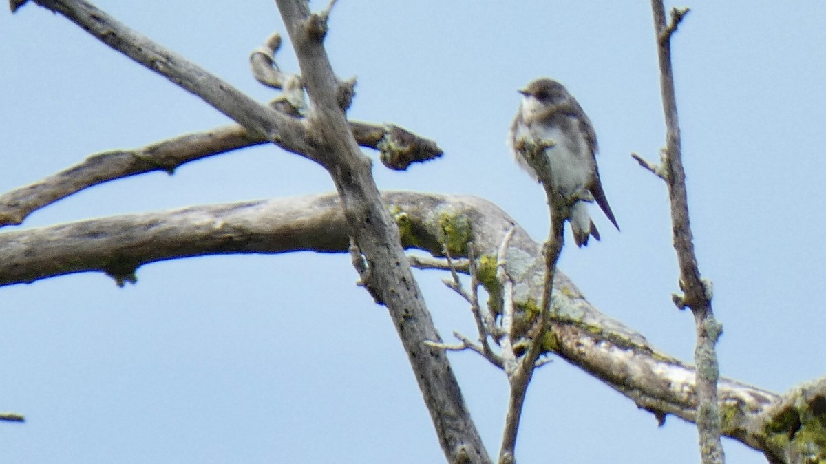 břehule říční - ML639693644