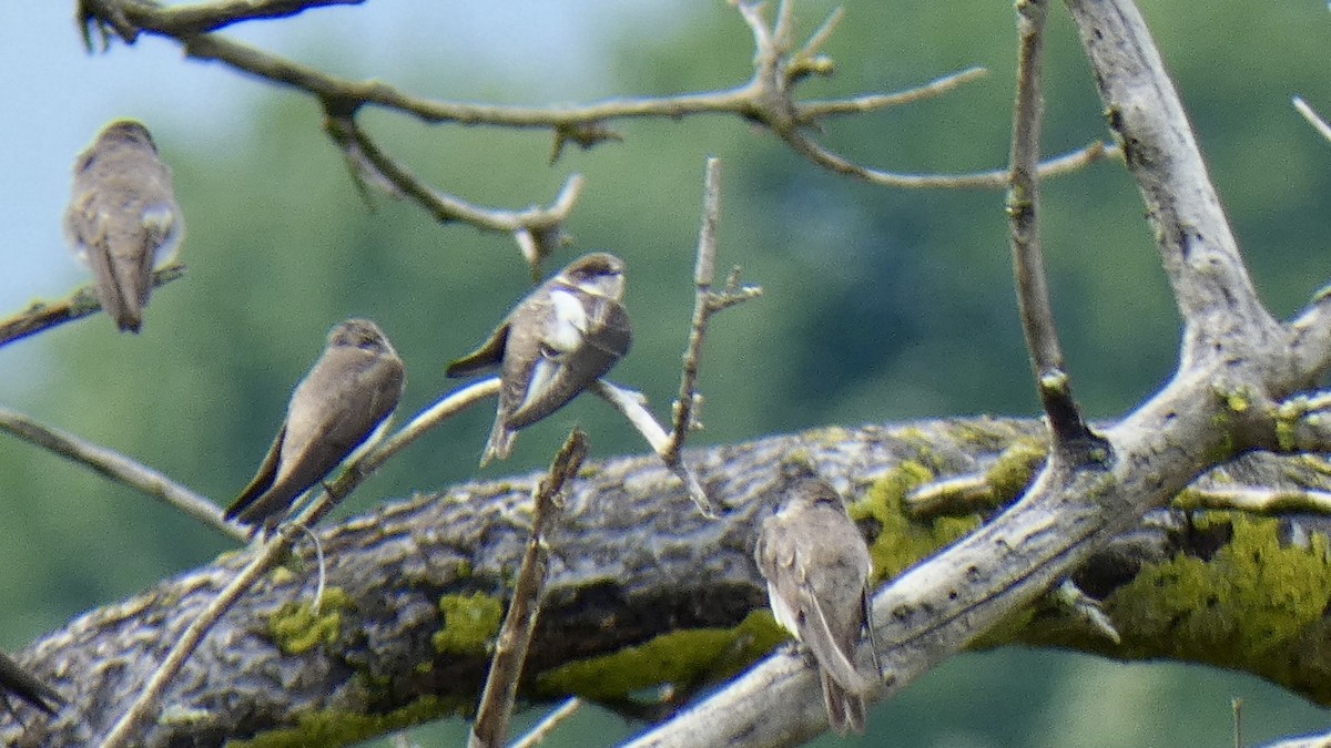 břehule říční - ML639693645