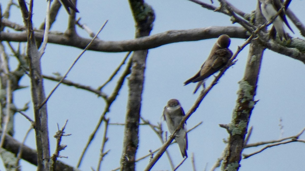 břehule říční - ML639693646