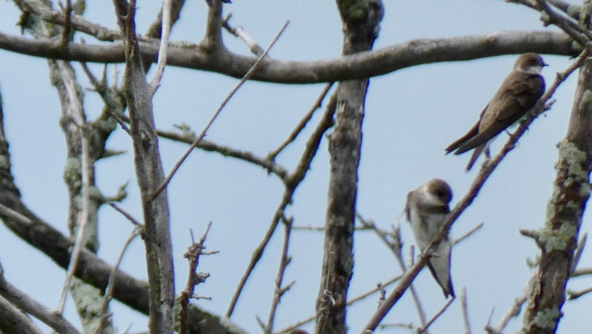 břehule říční - ML639693647