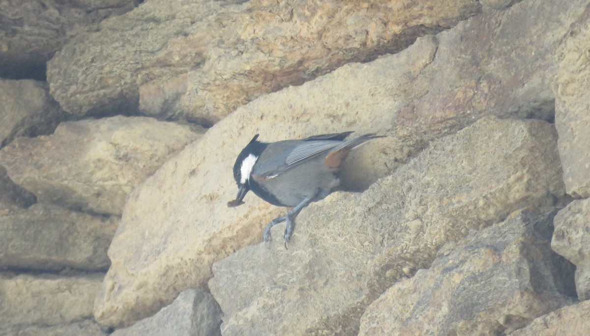 Rufous-naped Tit - ML639693720