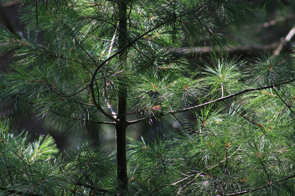Red-eyed Vireo - ML639693739
