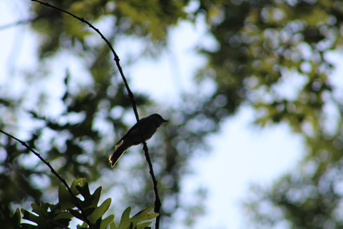 Eastern Wood-Pewee - ML639693748