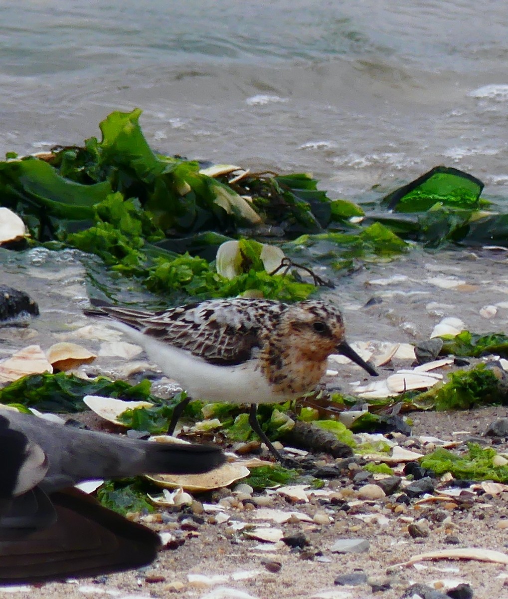 Sanderling - ML639693999