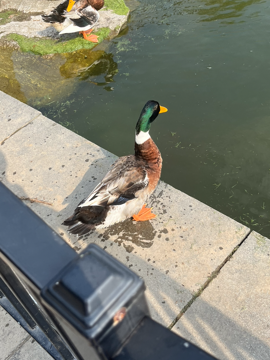 Тэжээмэл нугас - ML639694010