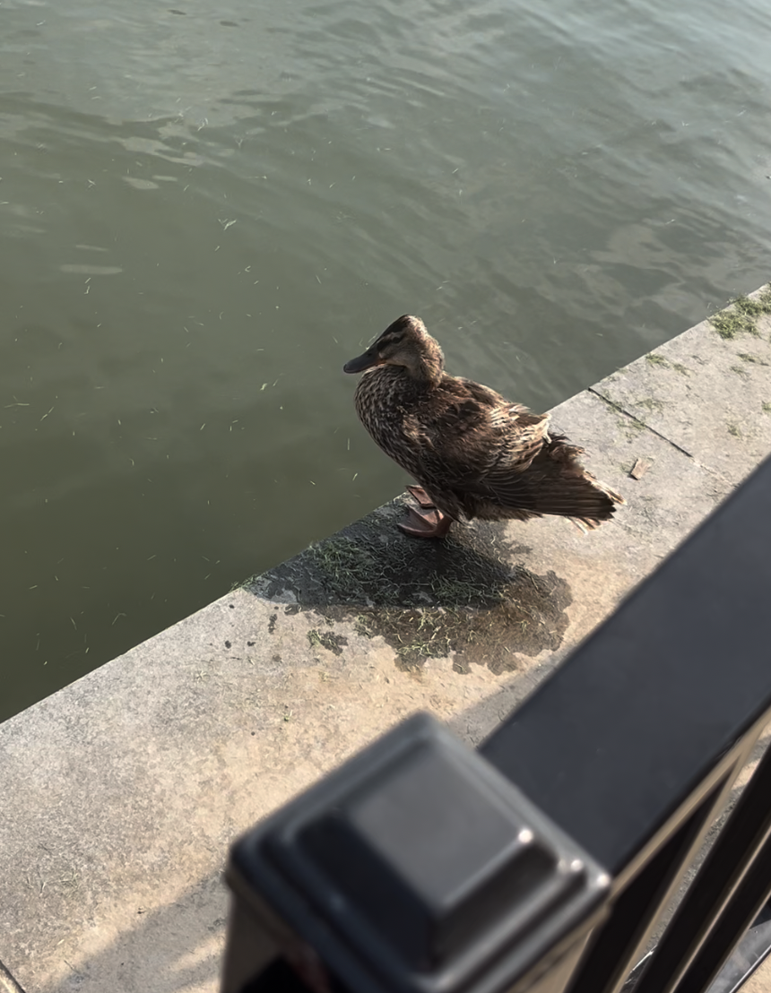 Тэжээмэл нугас - ML639694011