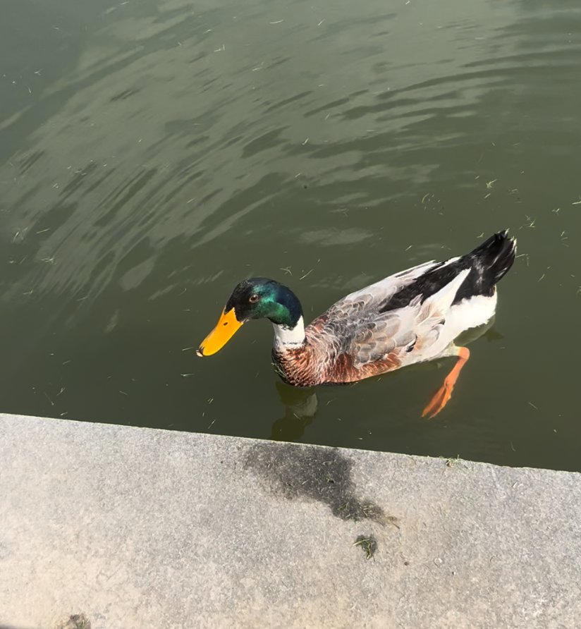 Тэжээмэл нугас - ML639694012