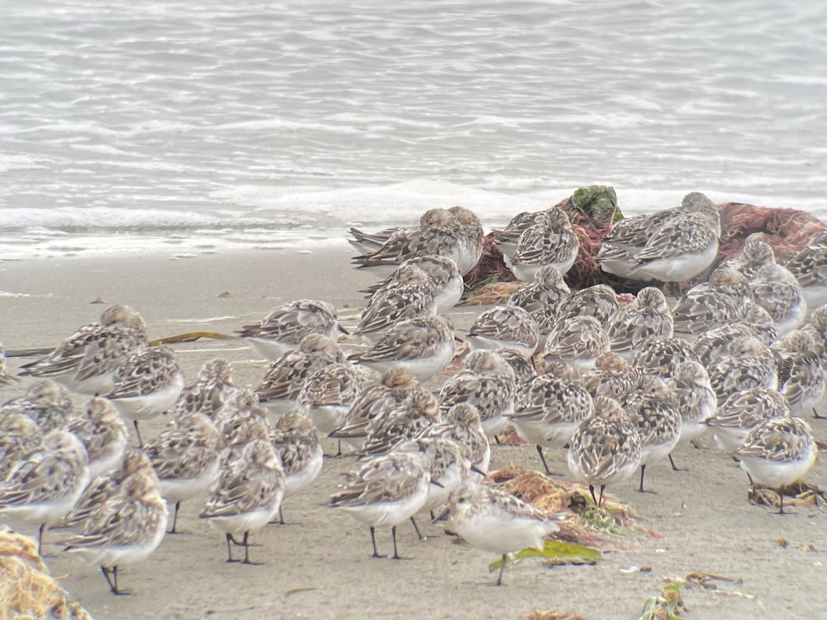 Sanderling - ML639694023