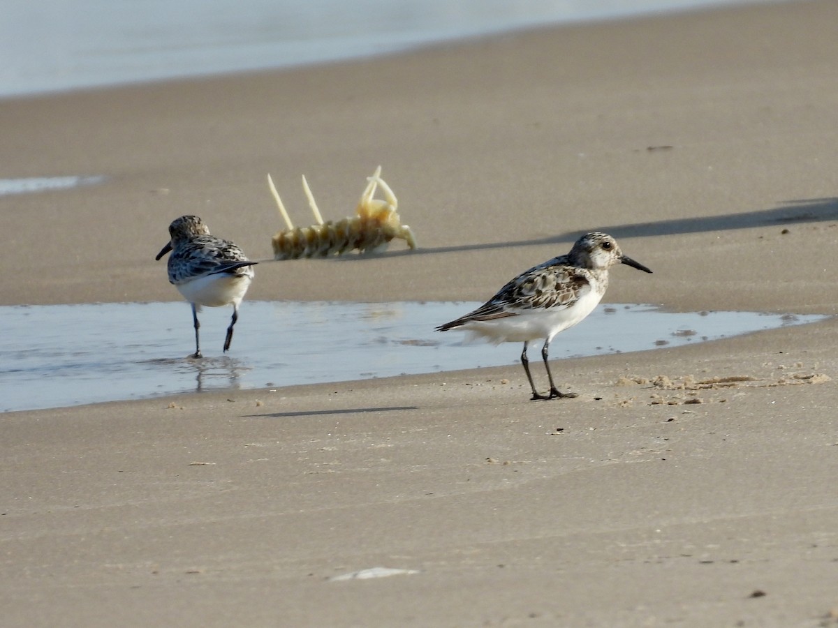 Sanderling - ML639694034