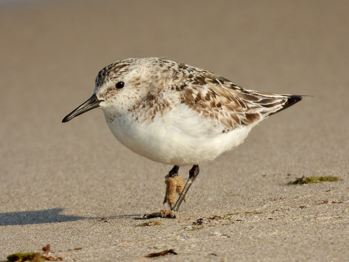 Sanderling - ML639694035